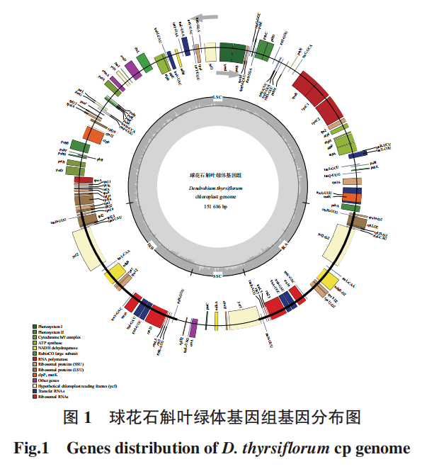 精选| 2020-2021年『 植物基因组 』主题文章_叶绿体_微生物_研究进展
