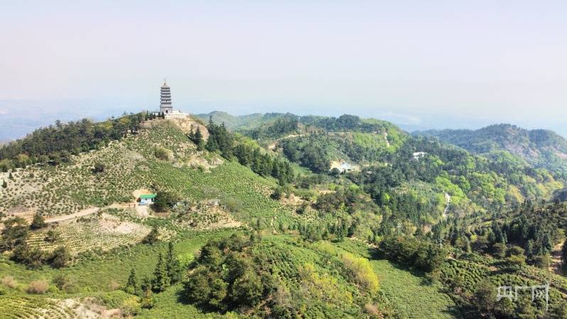 信阳市浉河区:毛尖开采期 茶山景色醉人_邓超_发展_董家河镇