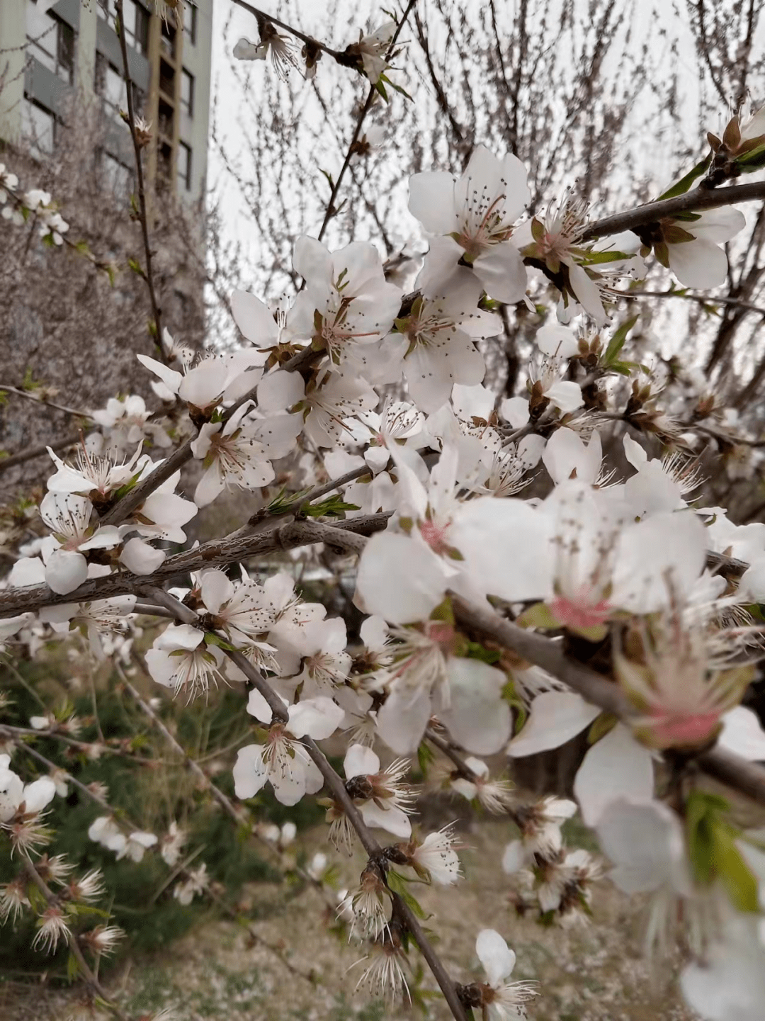 幸福像花兒一樣