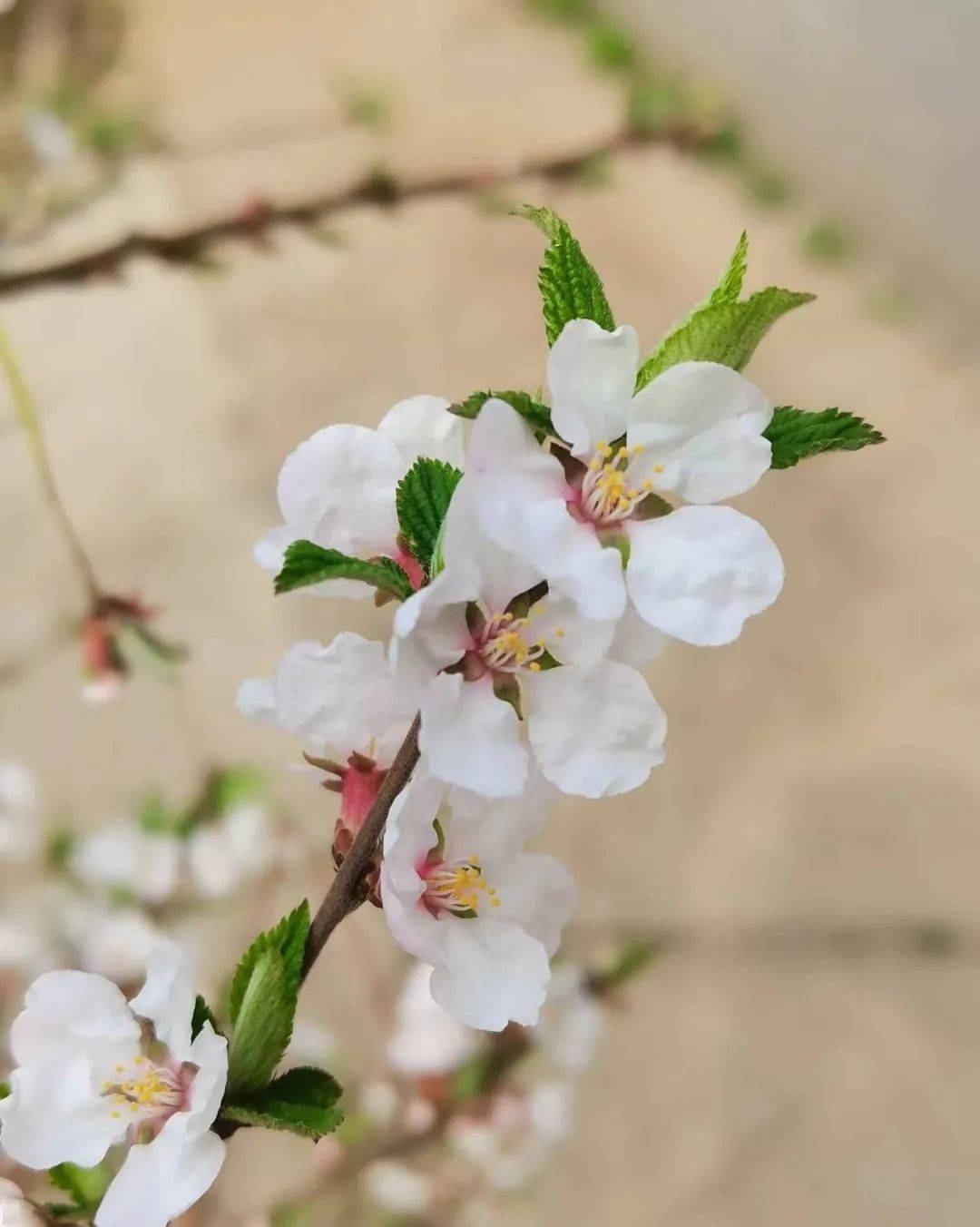 幸福像花兒一樣