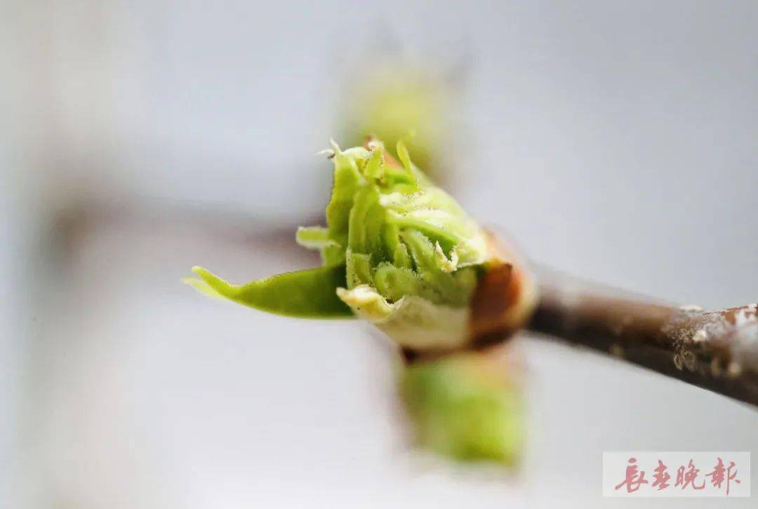 鑽出地面,小草爭先恐後草木初萌,花枝孕蕾.長春街頭到處是春的氣息