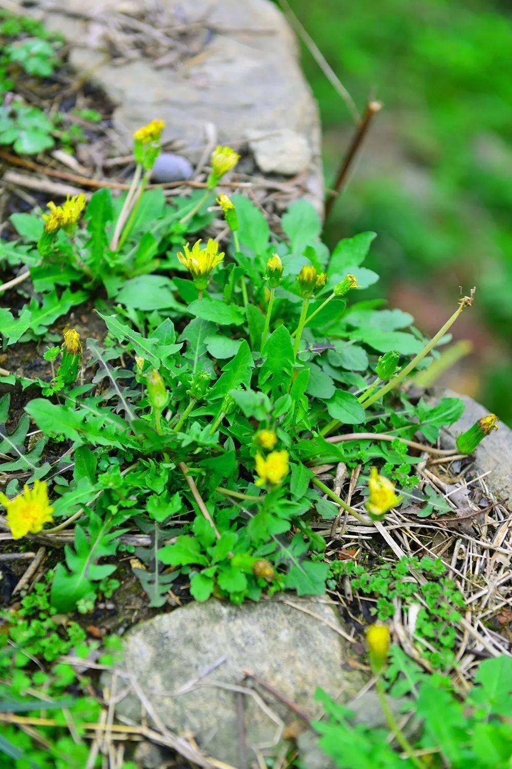 春天的这25种野菜你吃过几种