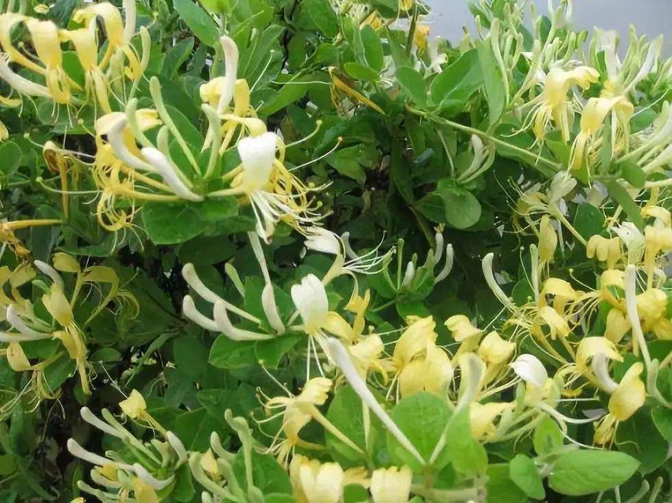 中药课堂银花分家史