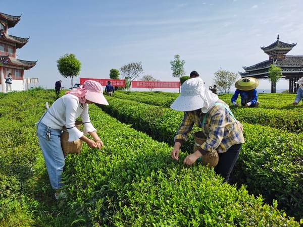黎平县采茶技能竞赛促茶产业提质增效