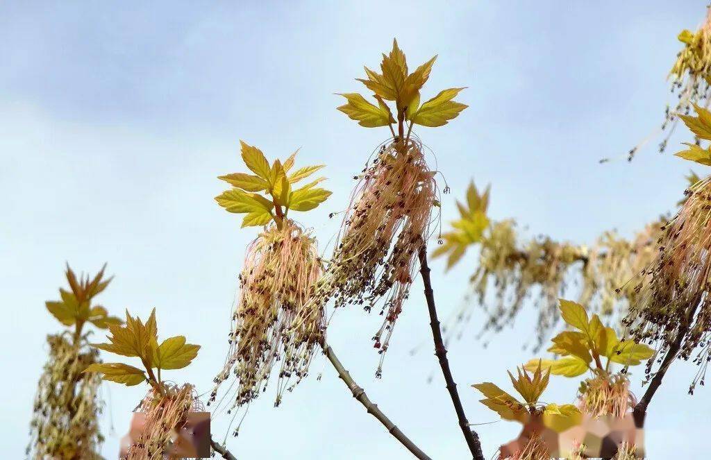 秀才识字读半边梣叶槭