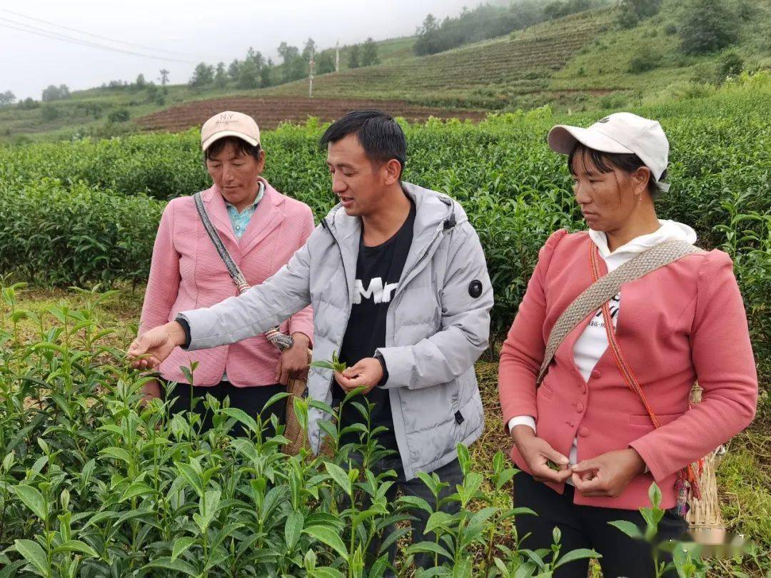 【我身边的榜样】他,用"迷彩绿"带出了"山乡绿"_李泽忠_丰登村_种植