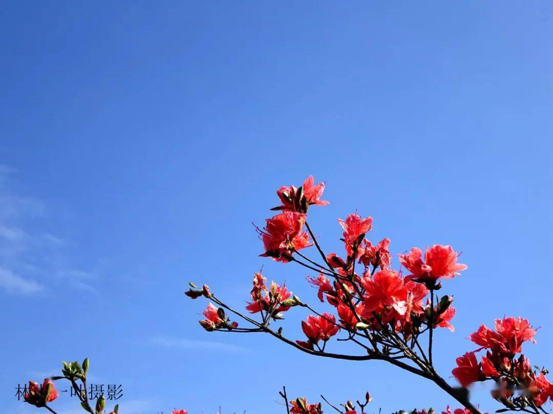 风铃木,梨花,樱花,登塘,油菜花,约拍,私房饺,沐野,摄影构图,炒朥饭,云