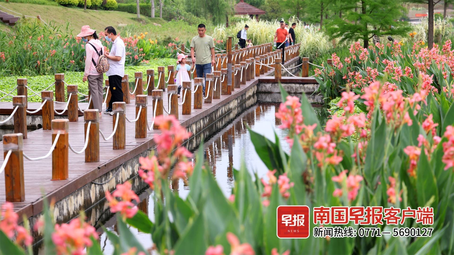 水上花海美爆朋友圈南宁那考河湿地公园大片美人蕉盛开你打卡了吗