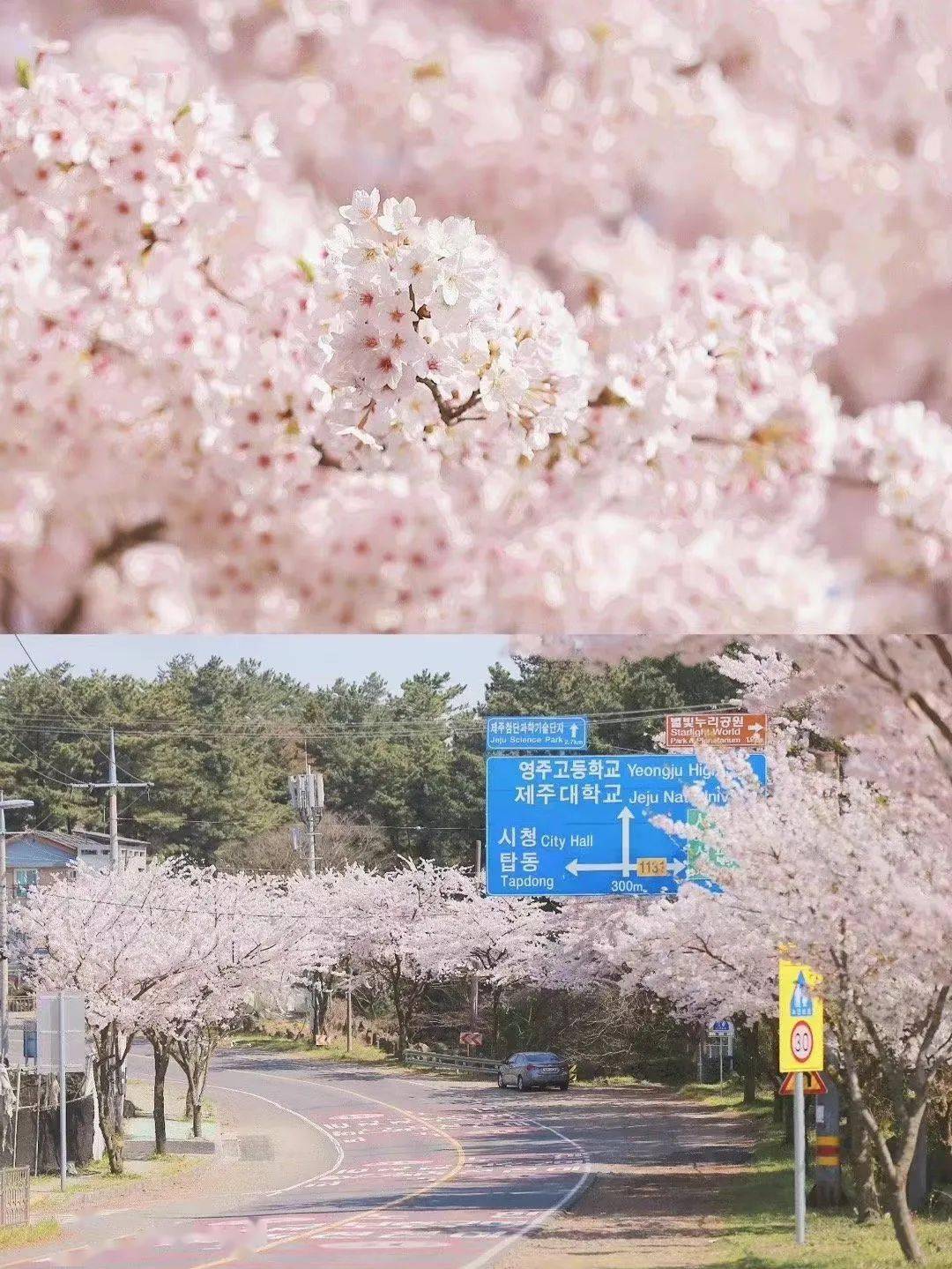 2018年日本樱花季全攻略（含线路推荐） - 知乎