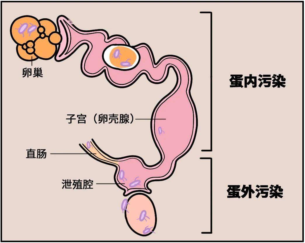 母鸡蛋道照片图片