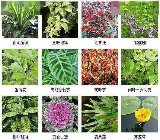 100种植物名字常见植物图片