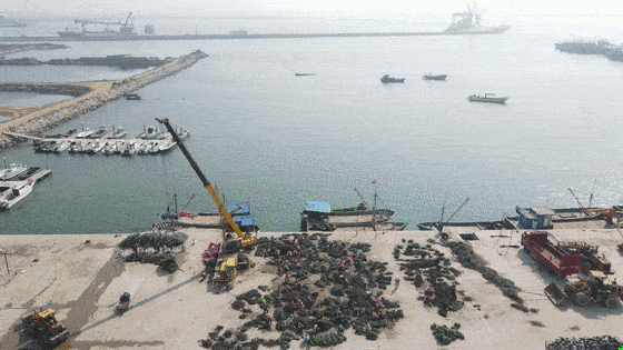 实拍屺06岛码头一幕!太壮观了!_苗进行_养殖区_藻类