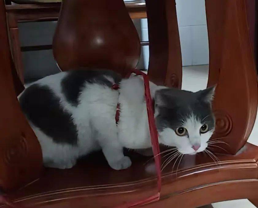 待认领 在葵潭发现这只迷路的猫 请通知主人前来认领 信息 信号 Aluan 待认领 在葵潭发现这只迷路的猫 请通知主人前来认领 信息 信号 Aluan