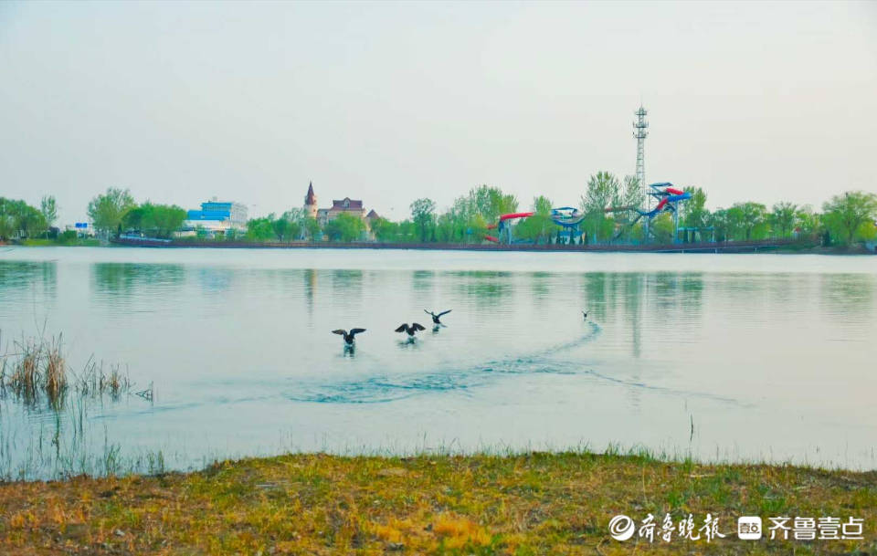 济阳澄波湖事件图片