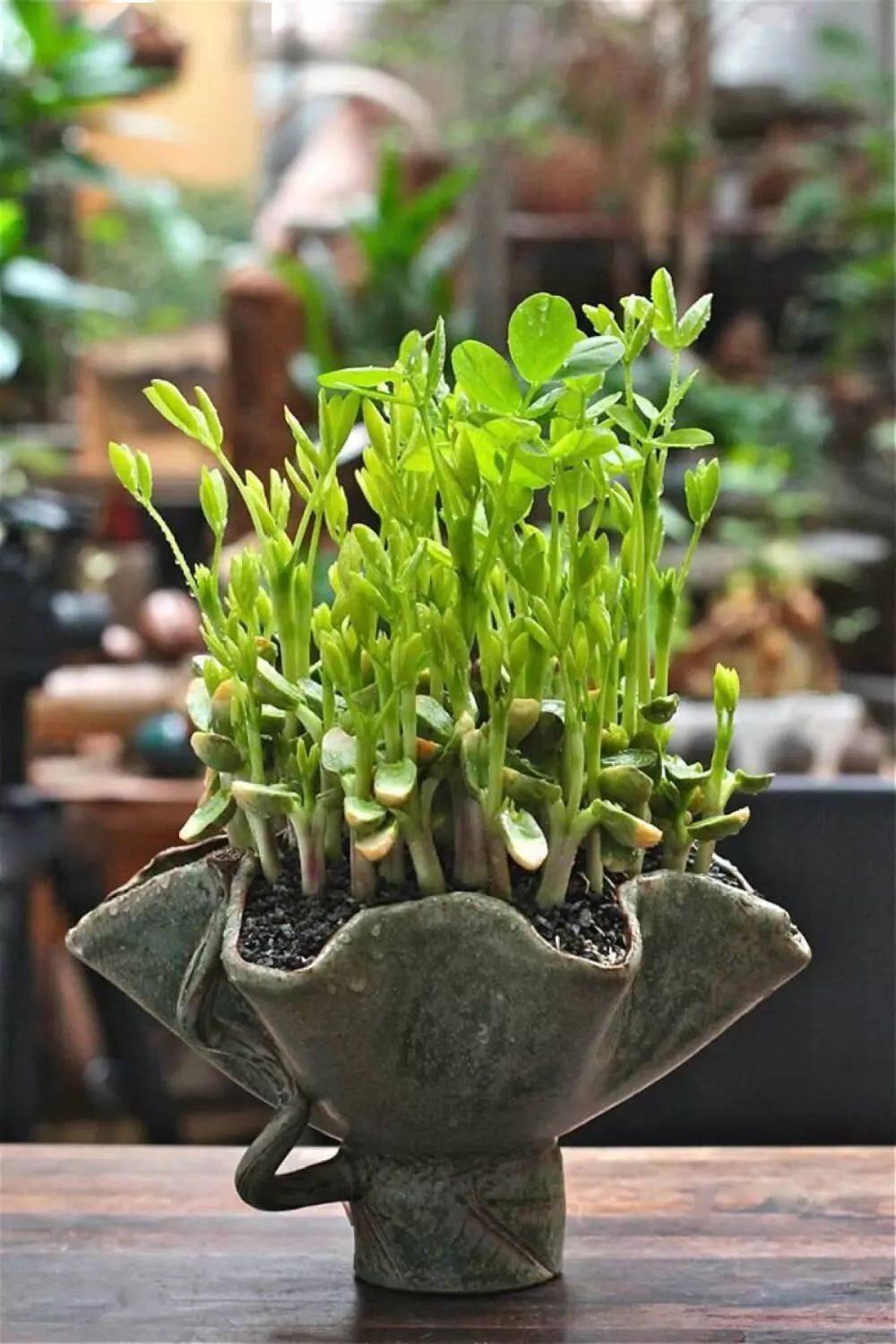 "地上开花,地下结果",一次成功阳台盆栽花生栽培体验!