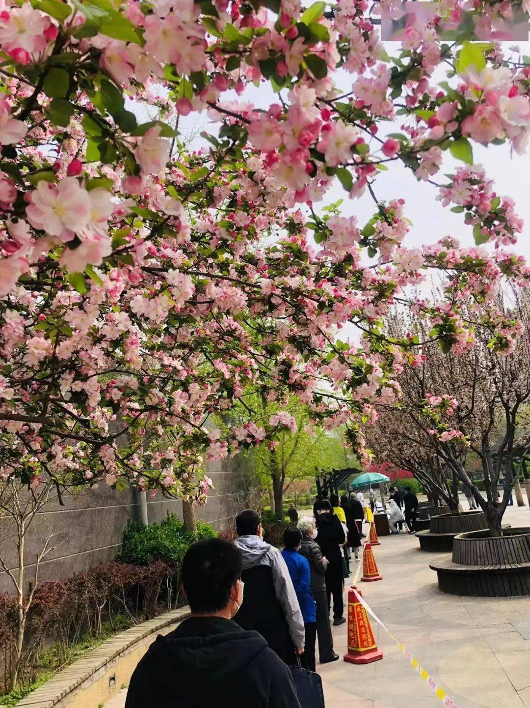 但由于这次任务时间紧张采集数量巨大南十里居和东润枫景社区的社工