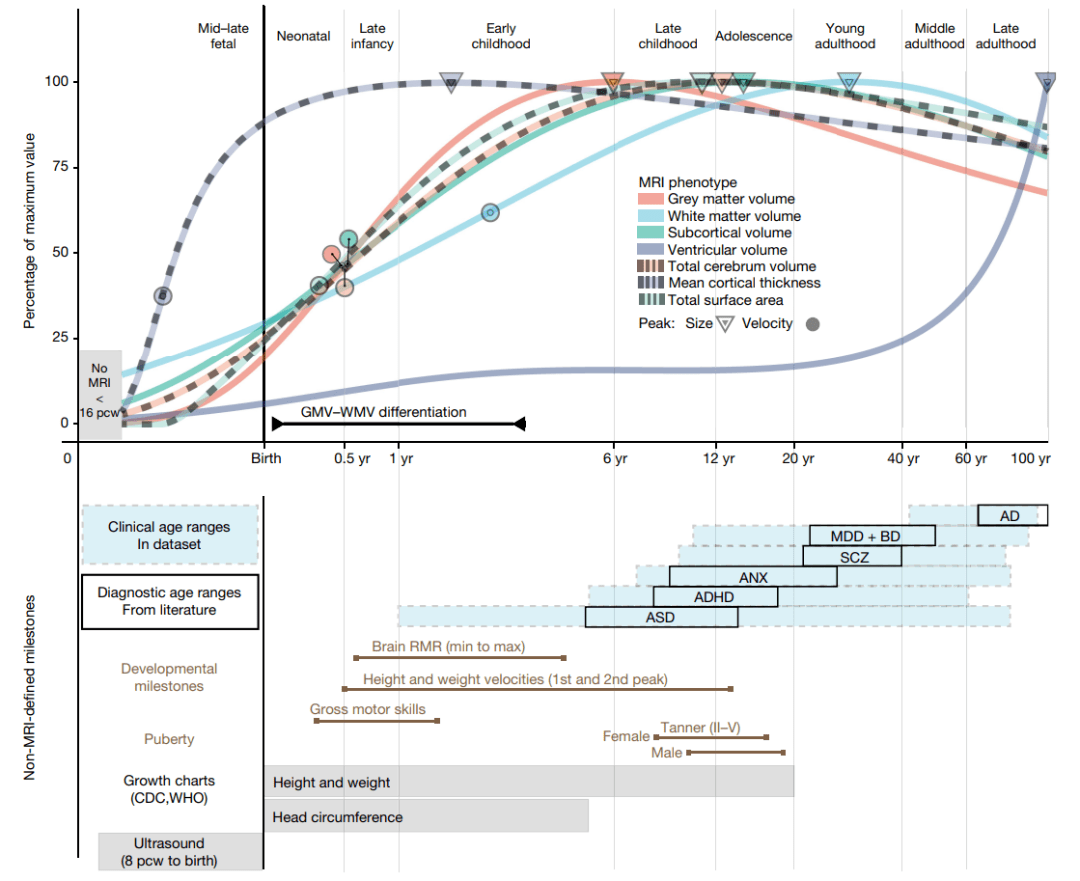 人类大脑发育曲线图图片