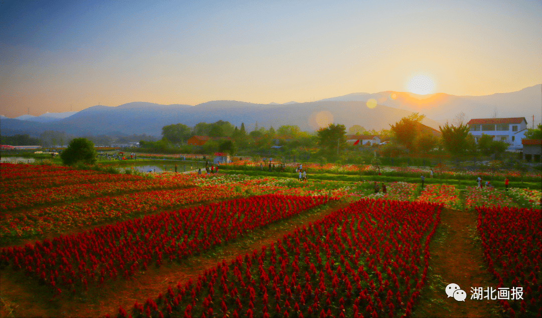 2022"荆门赏花节"奔赴圣境花谷和春天约会_活动_花海_虞美人