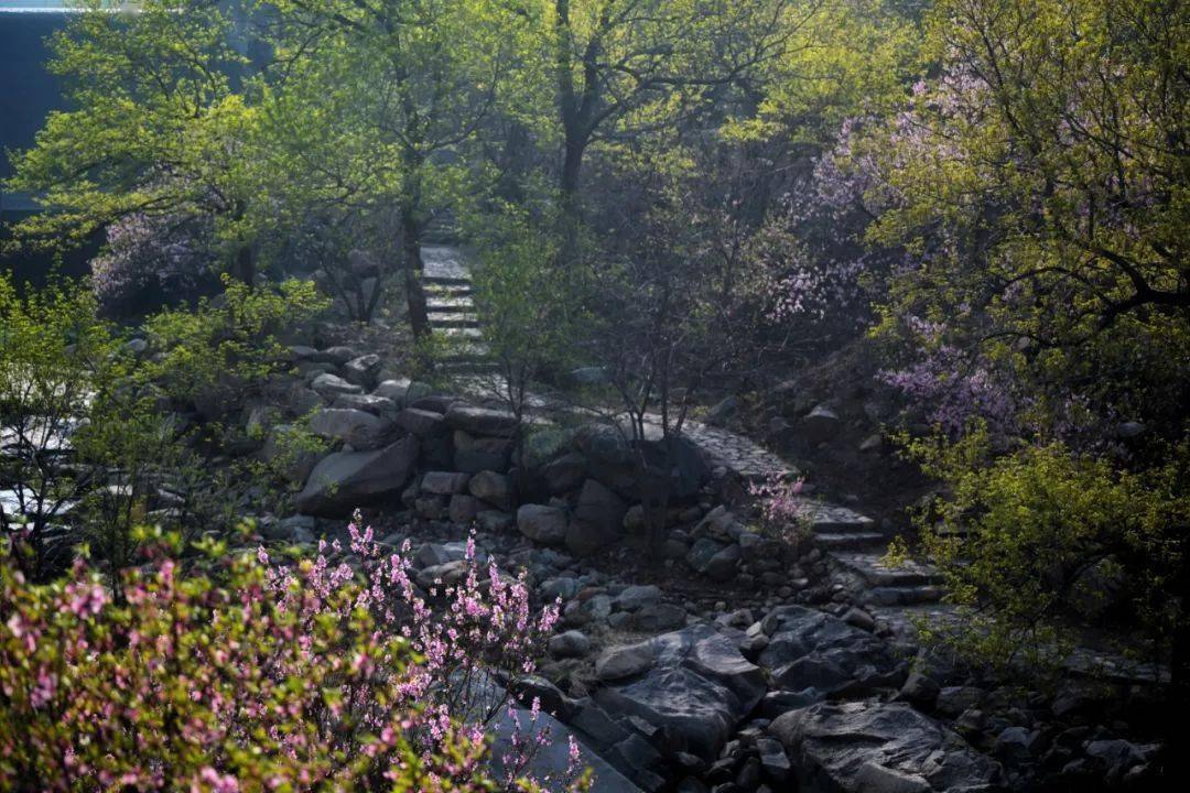 桃花峪里桃花红图片