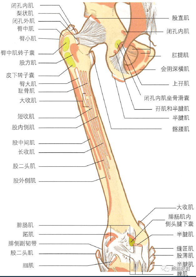 股骨,肌附着点(前/后面观)股骨近端股骨远端关节面左髋冠状面股骨上部
