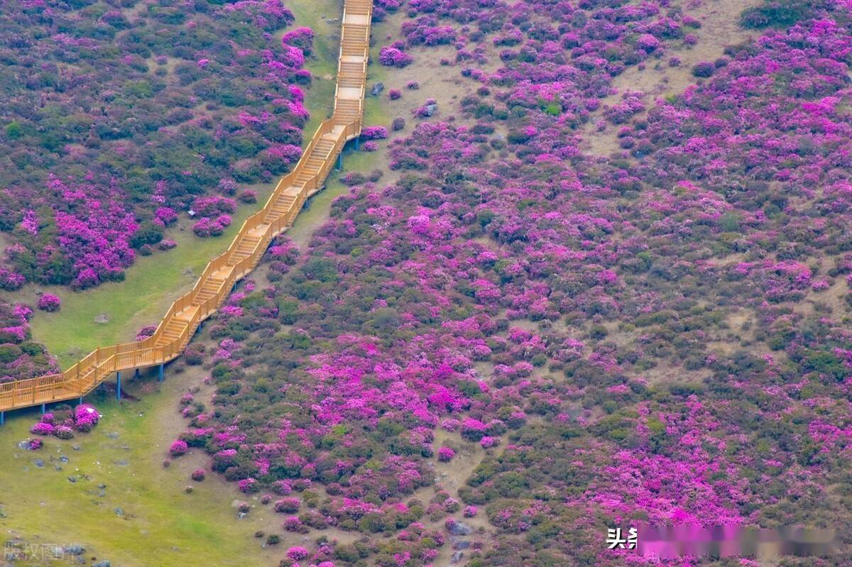 雲南昆明祿勸馬鹿塘高山杜鵑開成了花海