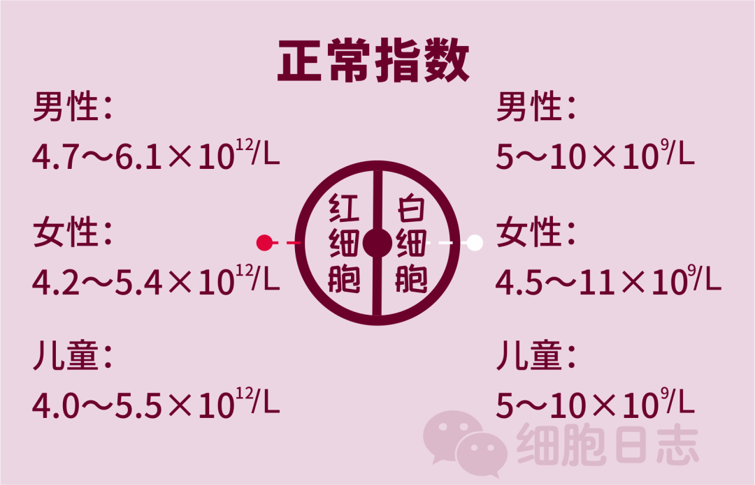 红细胞白细胞的身世之谜它们竟然是