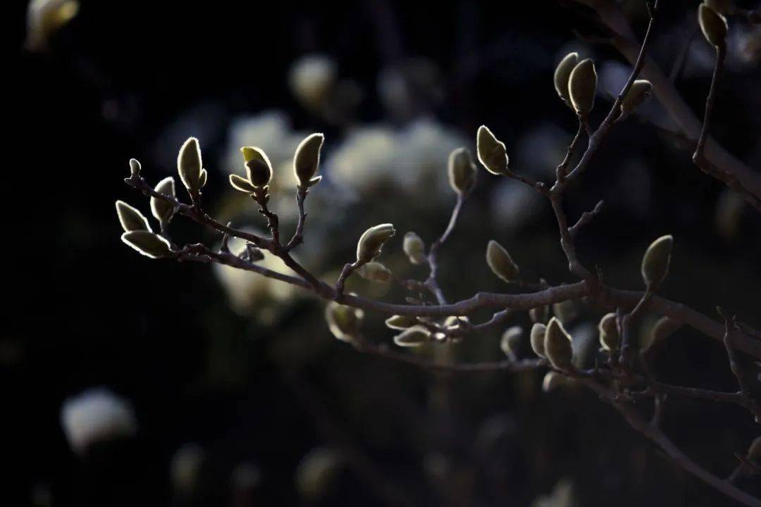 春暖花开四月含香于大外绽放