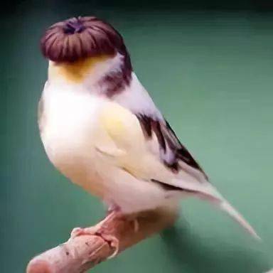 100种怪鸟真是太罕见了见过三种算你牛