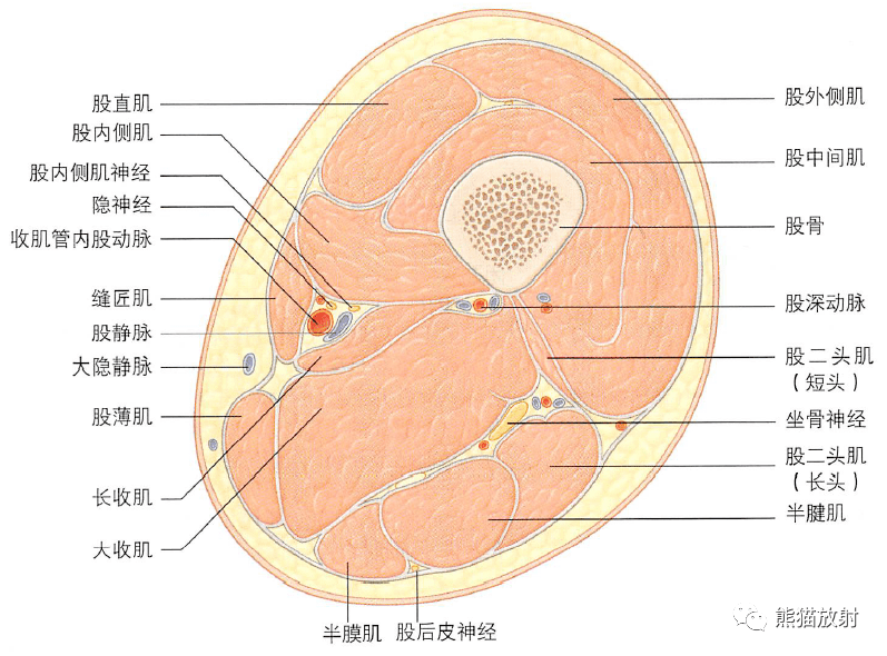 奈特解剖丨下肢(髋和大腿,膝)解剖丨骨盆,盆膈(女/男)
