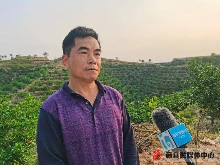 "柚"见管护忙 沙田柚成为村民的"致富果"_藤县_种植_新庆镇