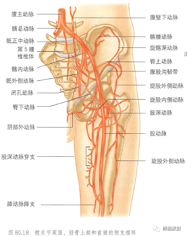 解剖丨骨盆股骨