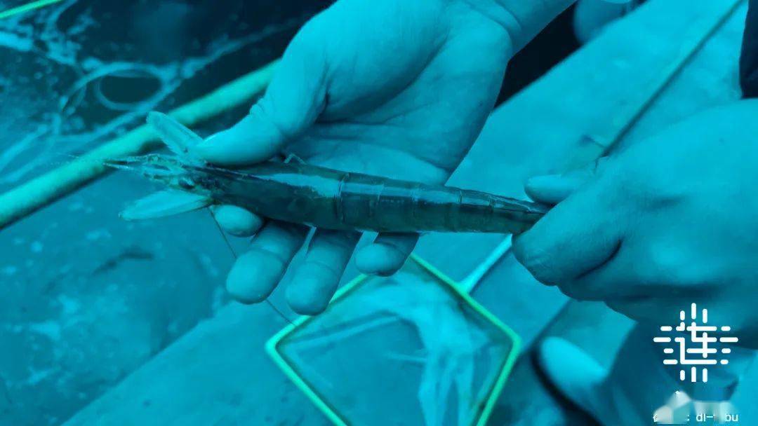 现场目测,这只大虾体长超过20厘米,身体呈青色.