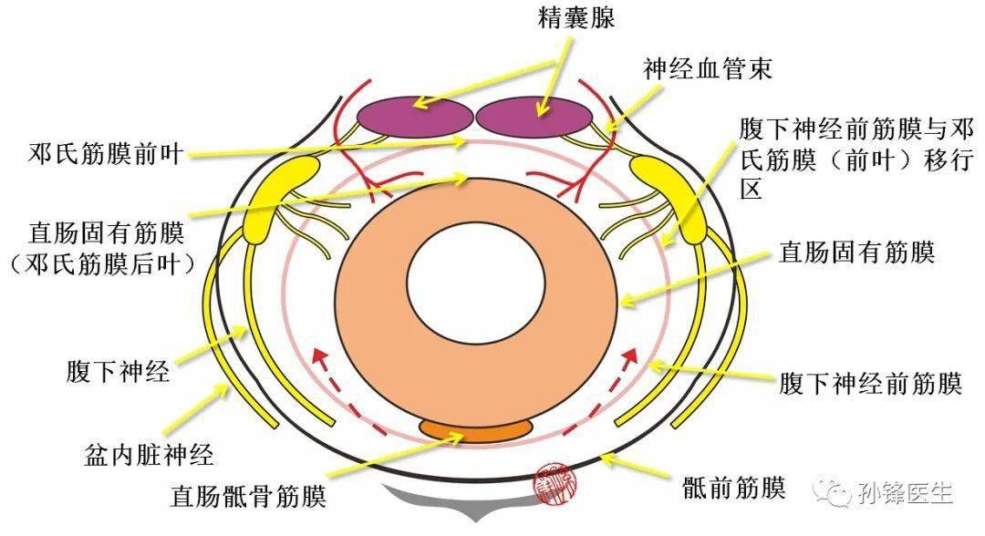 内环的邓氏筋膜后叶和直肠固有筋膜,与外环的邓氏筋膜前叶和腹下神经