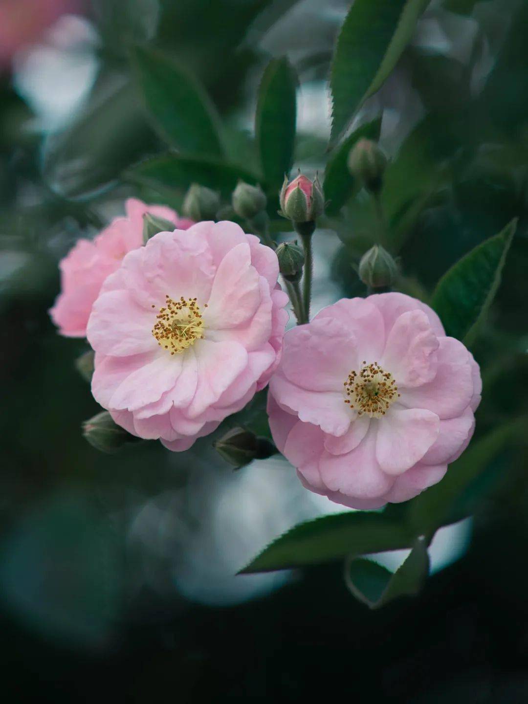 山青烟雨色商院有花开 格桑梅朵 蔷薇 开花