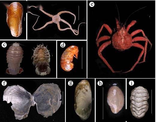 c 具足虫bathynomus jamesid 端足类paralicellasp.