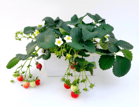 在阳台实现草莓自由,跟我学起来!_盆栽_防治_病虫害