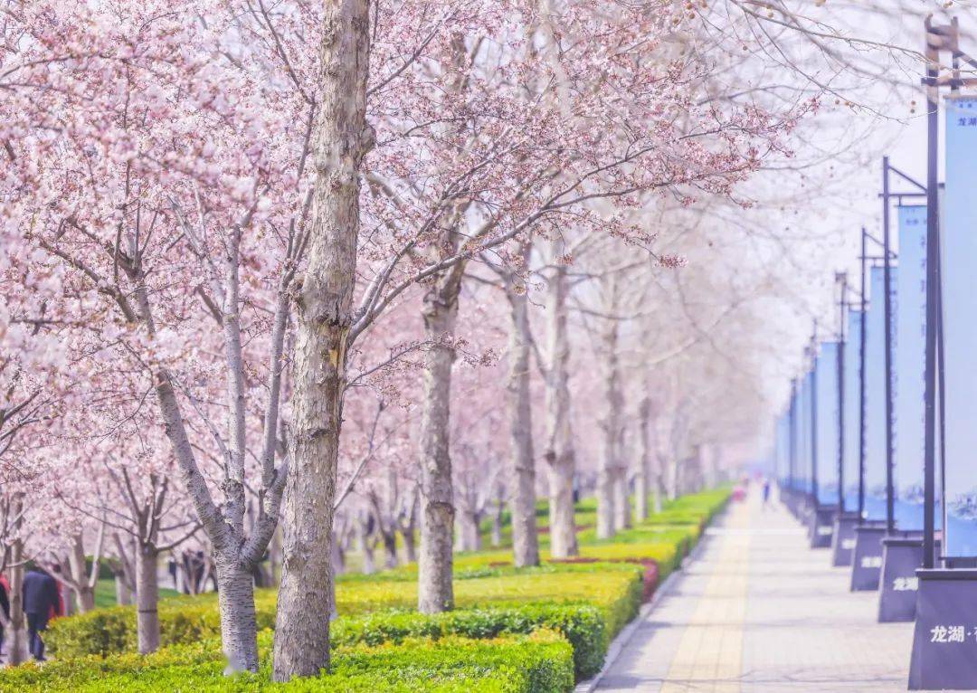 烟台这片樱花海灿烂绽放,强势霸屏美出圈!_龙湖_海湾_孙茂俊