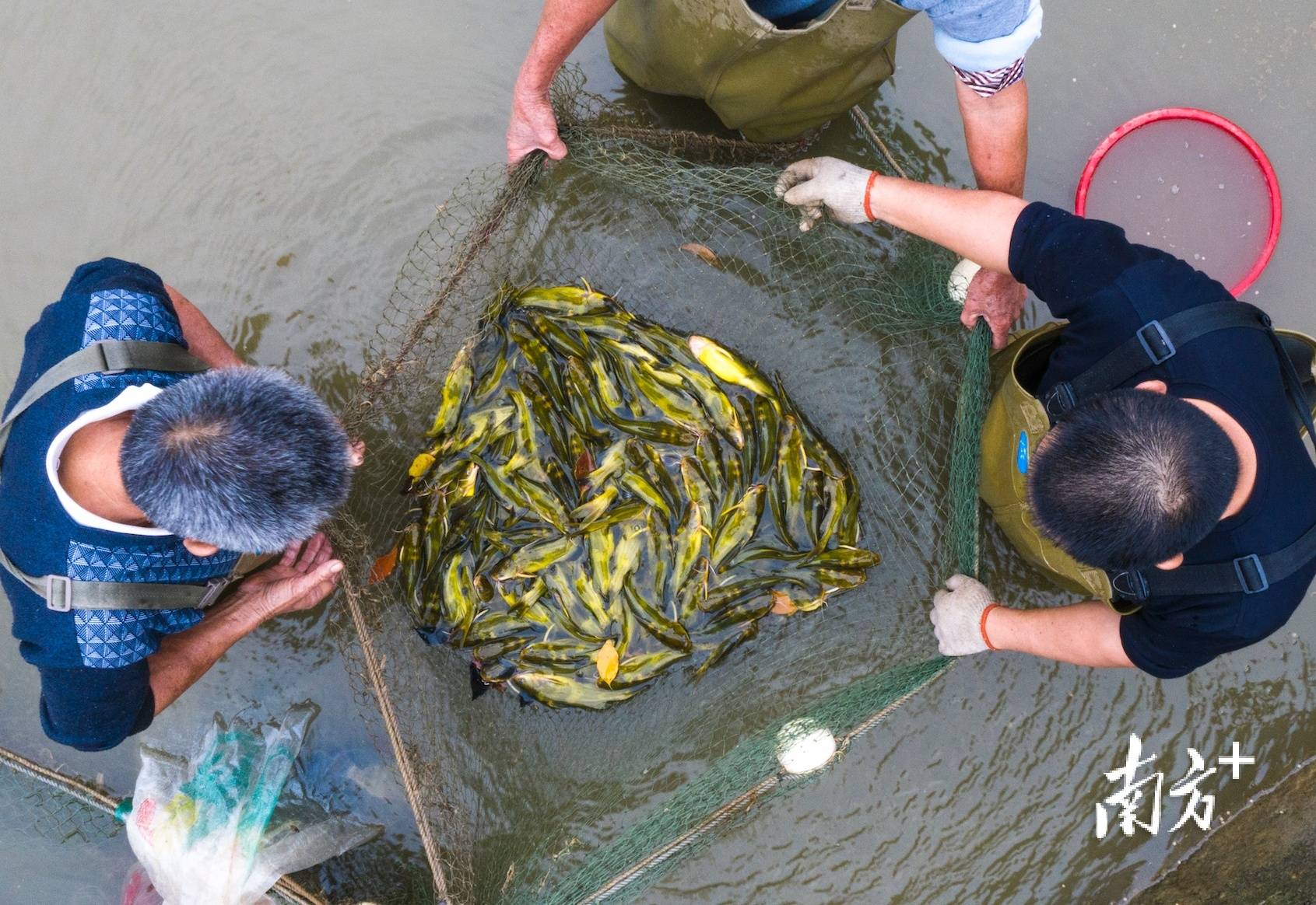 图集|小乡村藏着大产业,梅州奏响乡村振兴"春日交响曲"_何森_南方_发