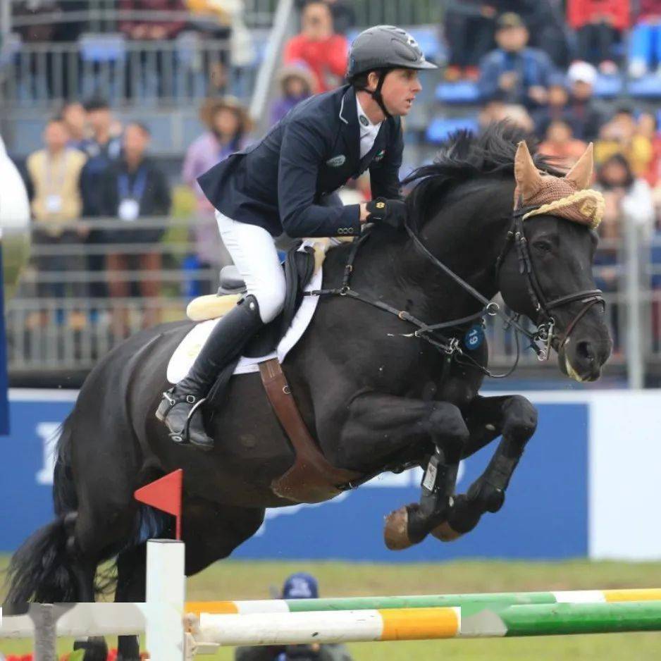 2021年度优秀种公马——比利时温血马:万库沃vainqueur(bel)_中国