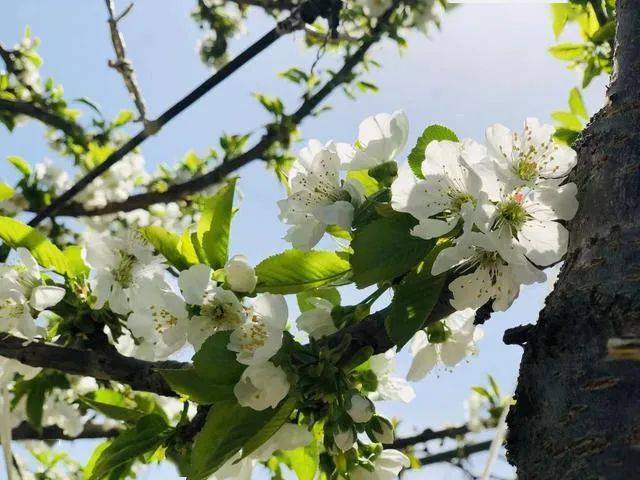 昌平樱桃花开 预计5月中旬成熟上市 发展科 管理 品种