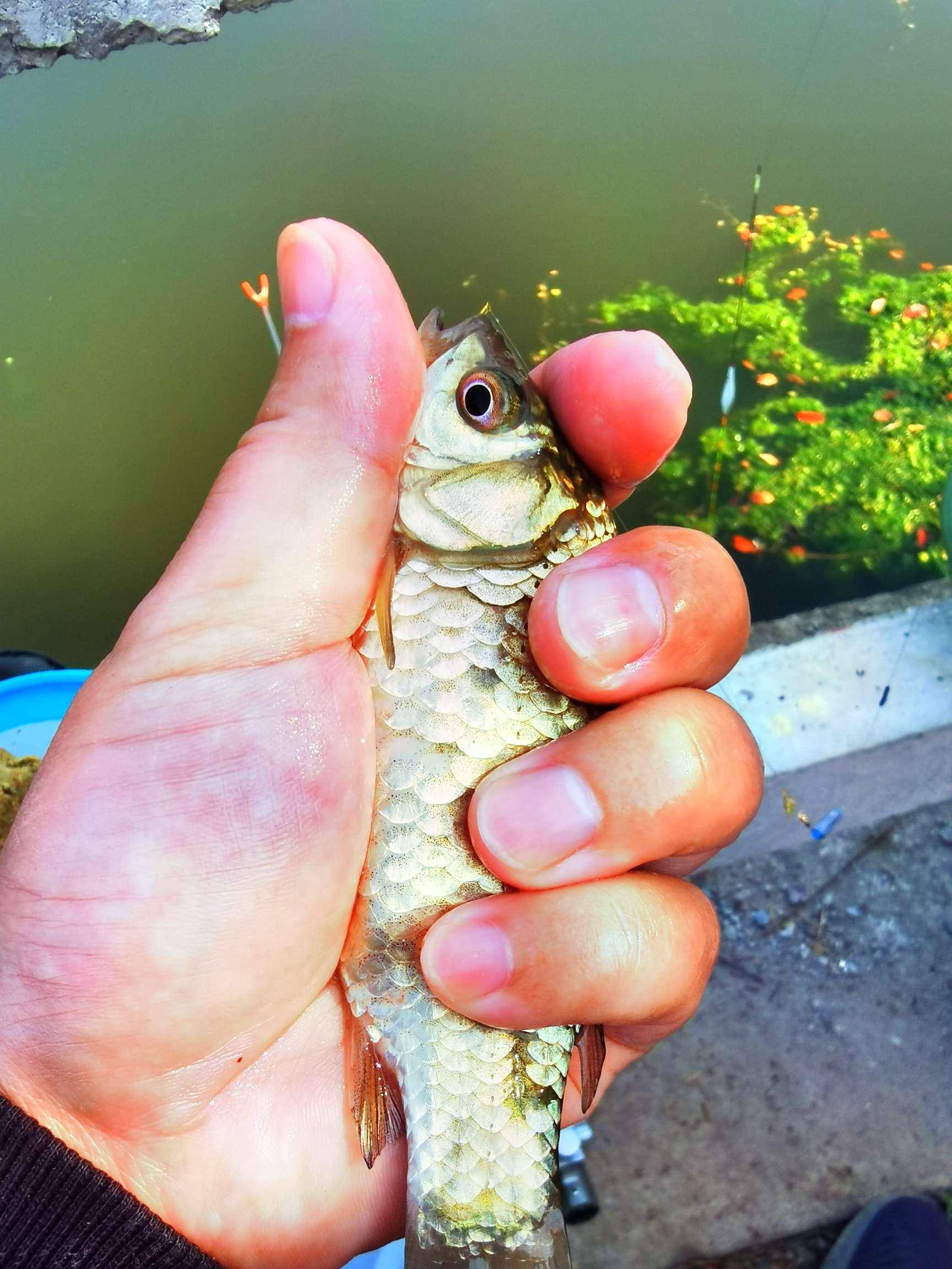 「放生魚獲」放魚一命,勝造七級浮屠_大叔_鯽魚_麥穗