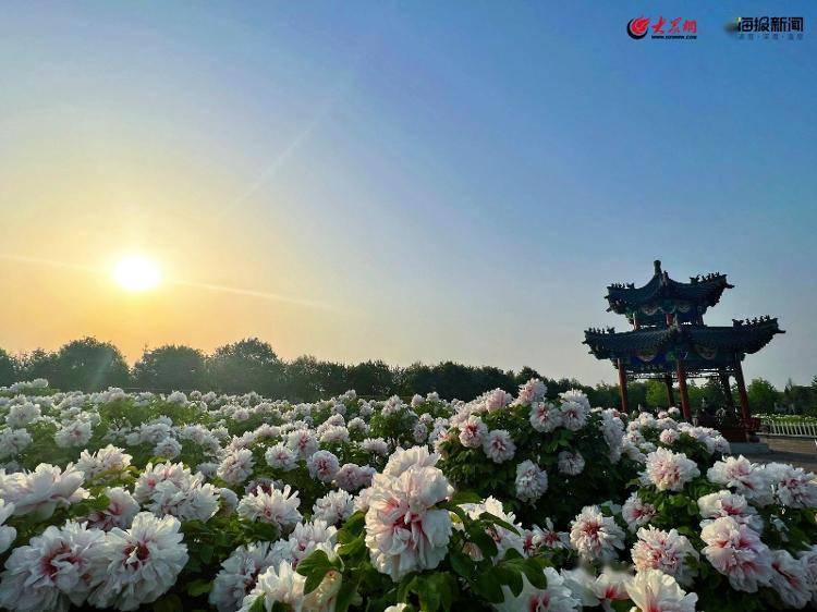 美在菏泽一亭一花一方圆一园一城一处春