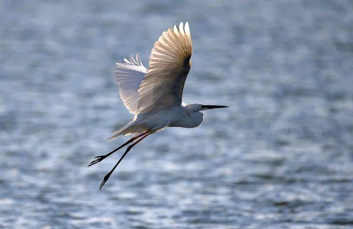 随着居延海水域面积的逐步稳定,从这里迁徙过境的候鸟种类和数量不断