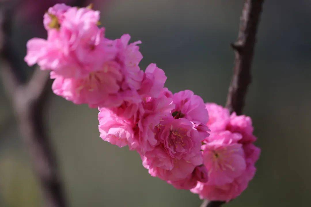 莳出锦梅花开花图片图片