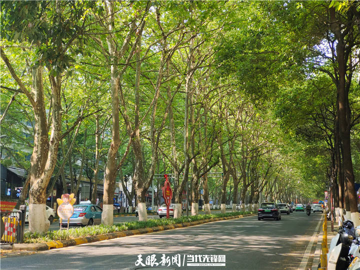 大城市的小森林宝山路上法国梧桐树间的时光记忆