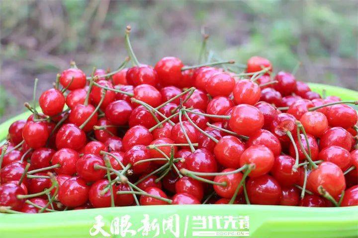 镇宁茂良村樱桃火了乡村鼓了袋子甜了日子