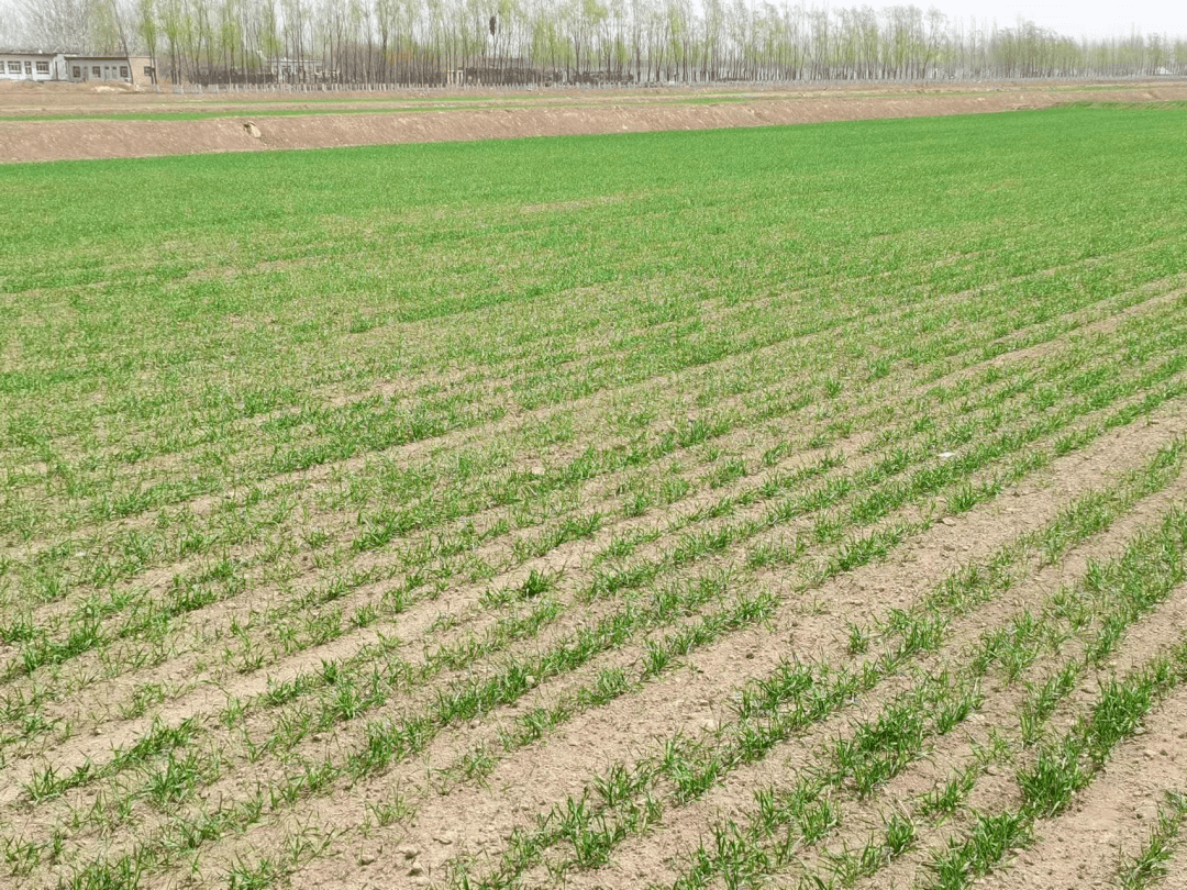 【奋进新征程 建功新时代】梧桐树乡:春小麦破土而出长势喜人