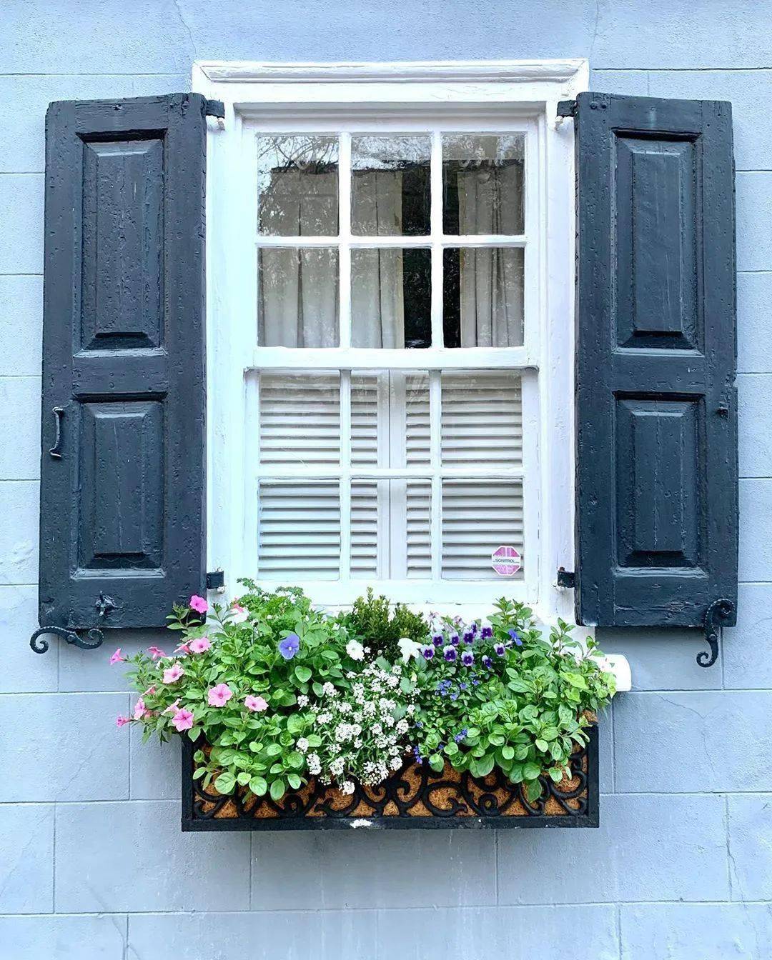 不要忽视春日的窗台,鲜花盛开,真的太美了_花园里_阳光_小视频