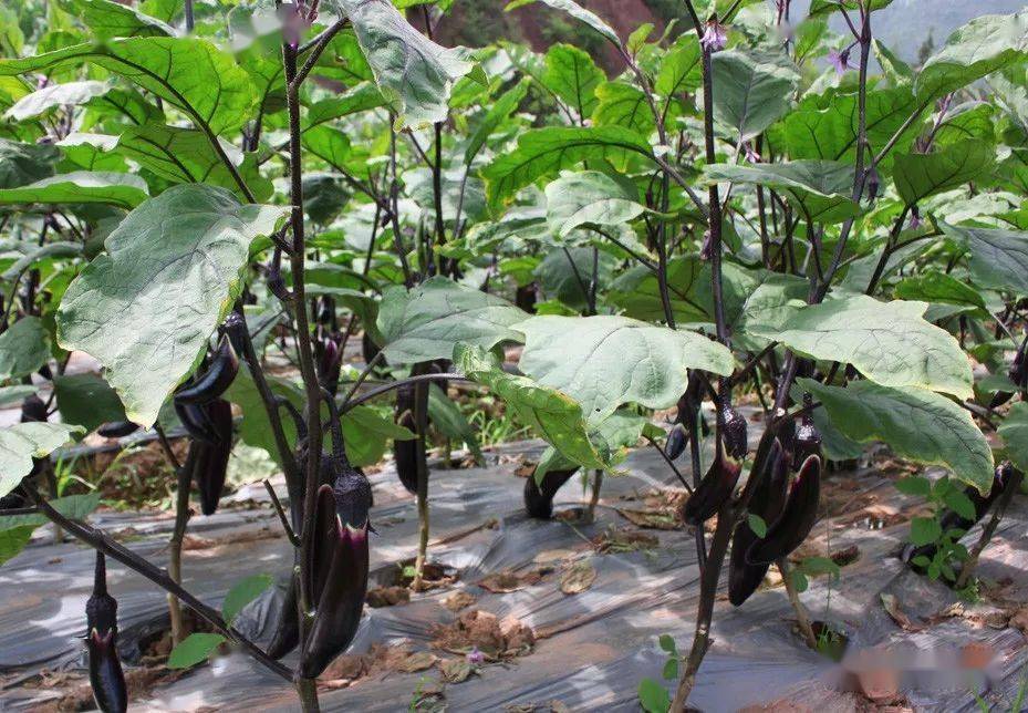 美食·美说│崔启昌:乡食飨人之素炒茄子扭儿_母亲_散文_青岛市