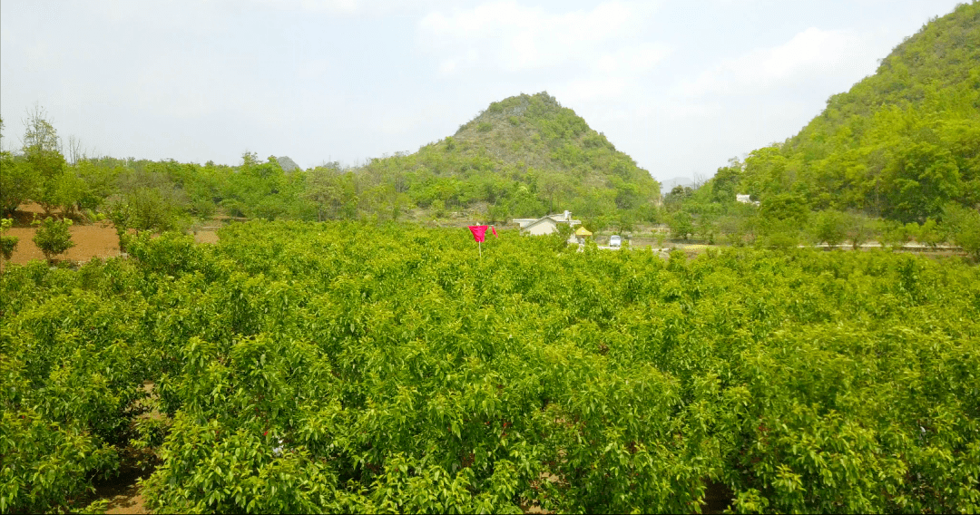 4月16日镇宁马厂樱桃开采了93家樱桃采摘园民俗农家乐周末等你来打卡